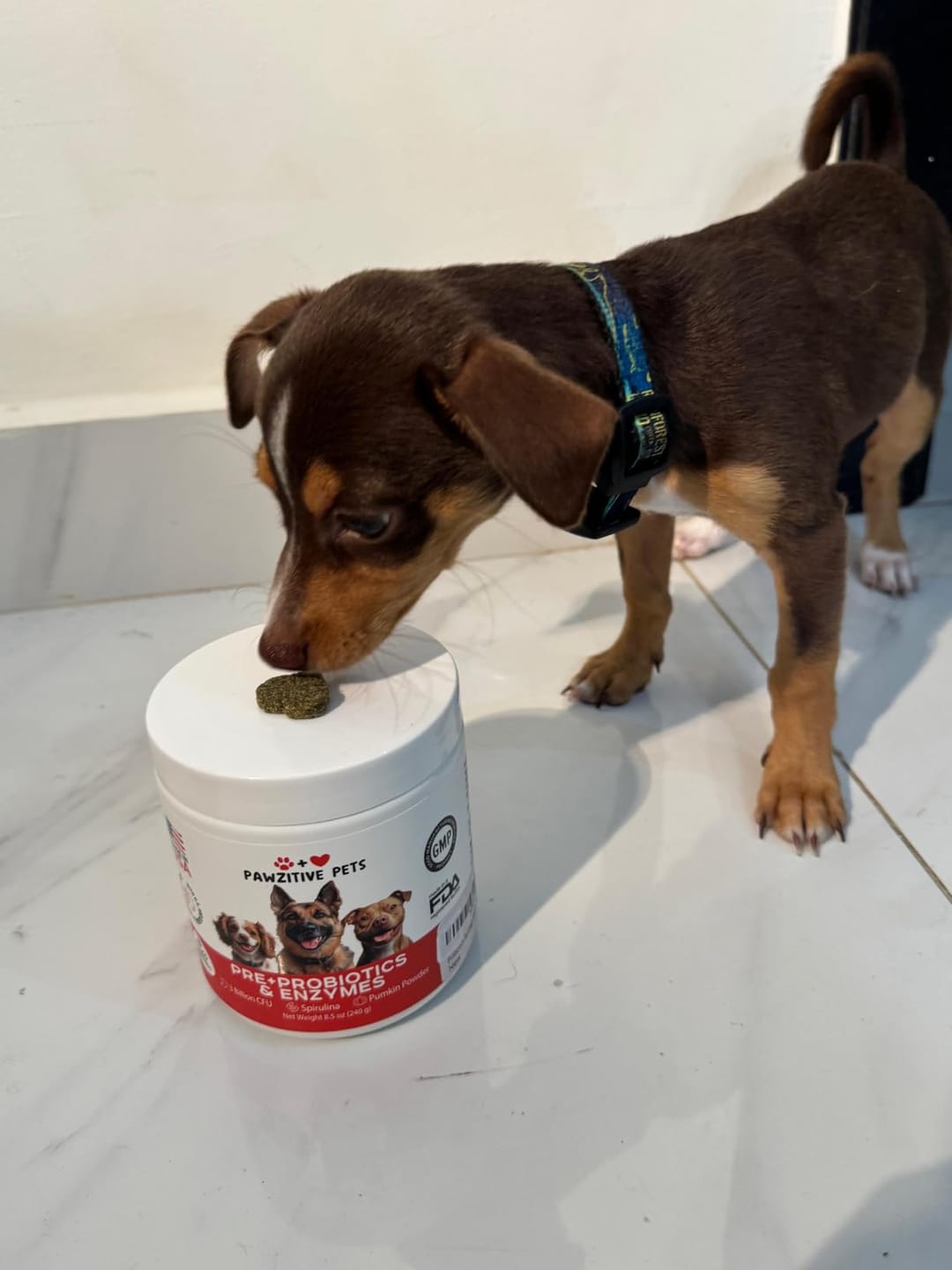 Customer photo review of Probiotics for Dogs Digestive Health