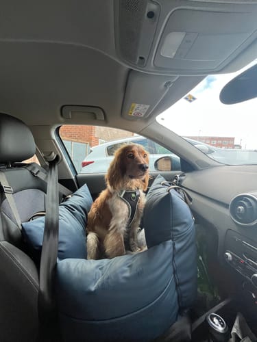 Customer photo review of Dog Dock – The Essential Home & Travel Safety Bag for Dogs