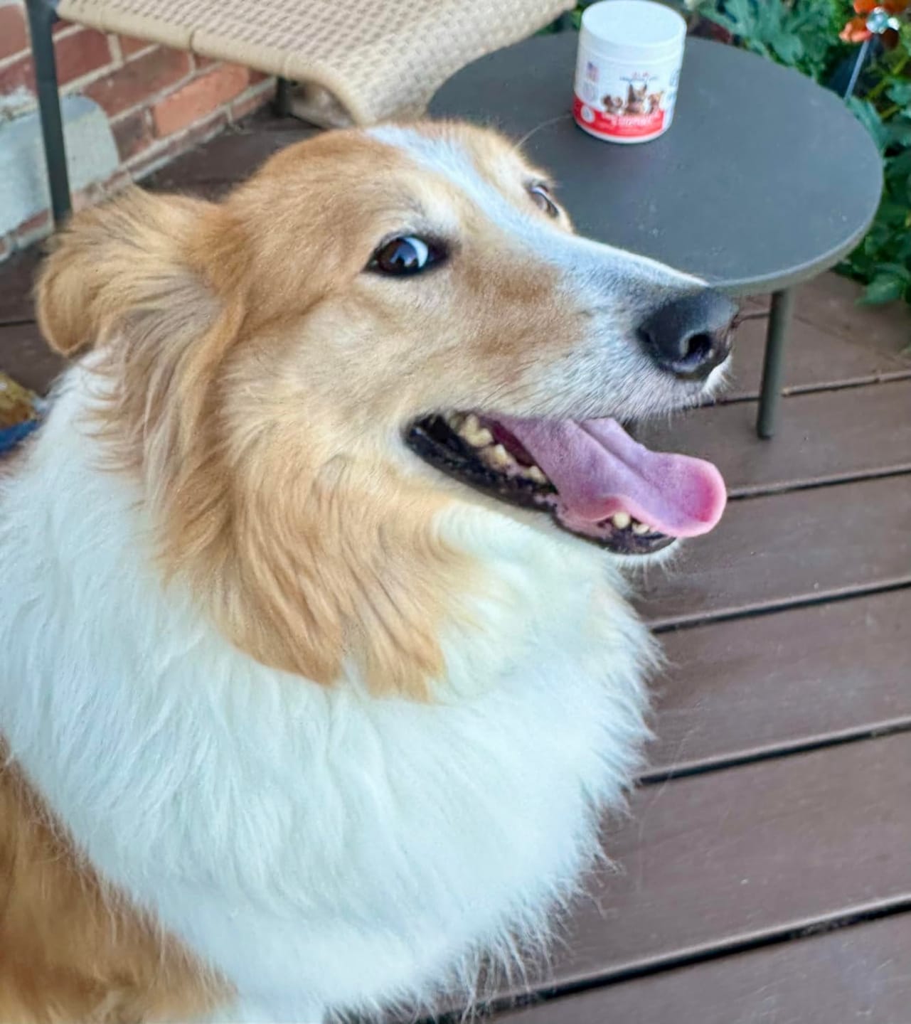 Customer photo review of Probiotics for Dogs Digestive Health