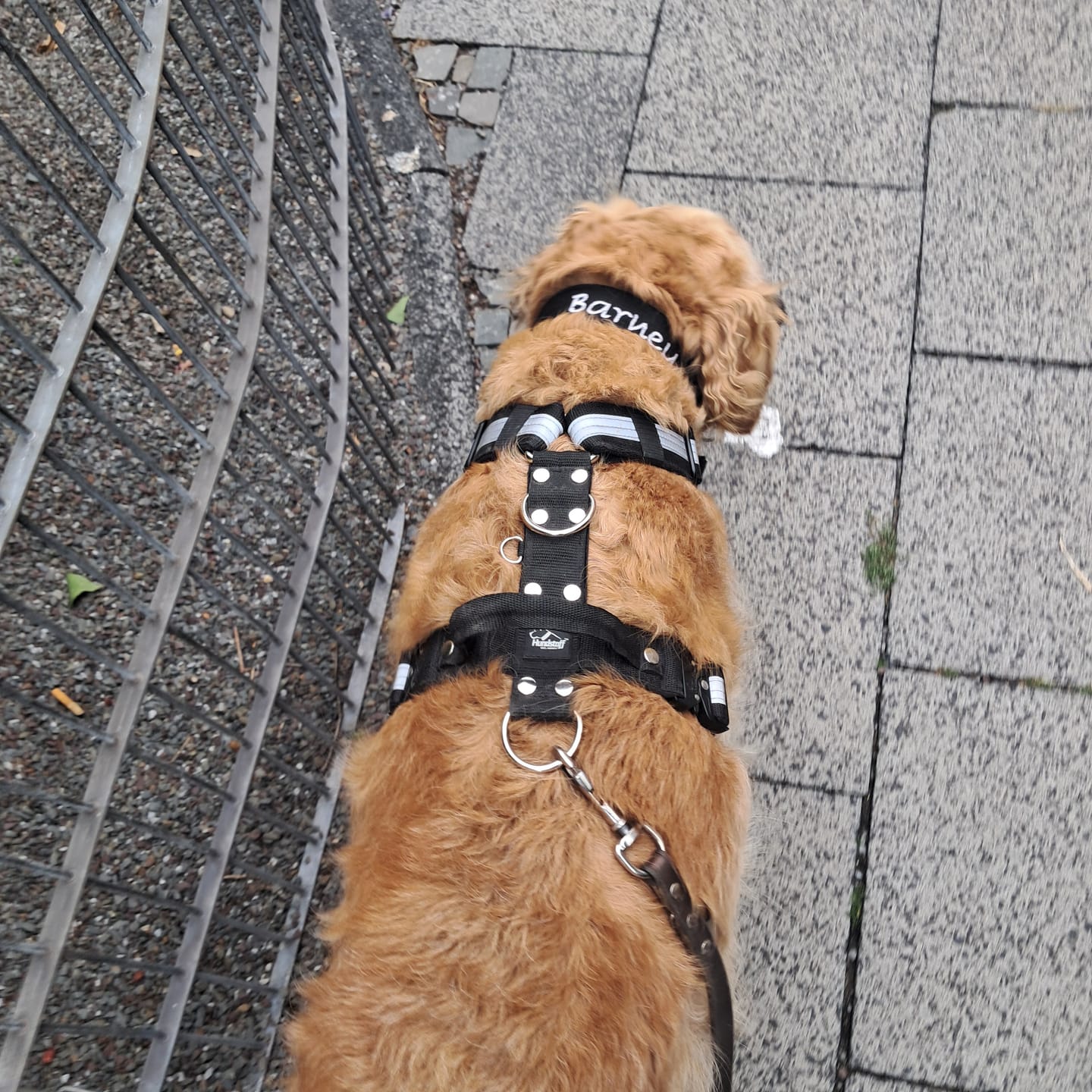 Customer photo review of Easy Walk Extreme Safe Svart - Sele med reflex & snabbspänne