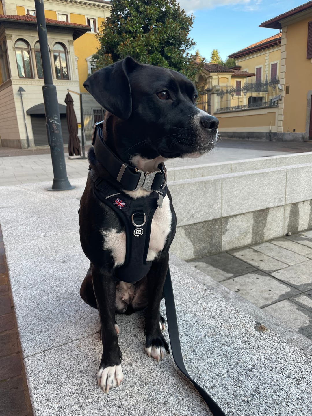 Customer photo review of Anti Pull Harness | With Handle & Lighter | Hurricane Harness - Black
