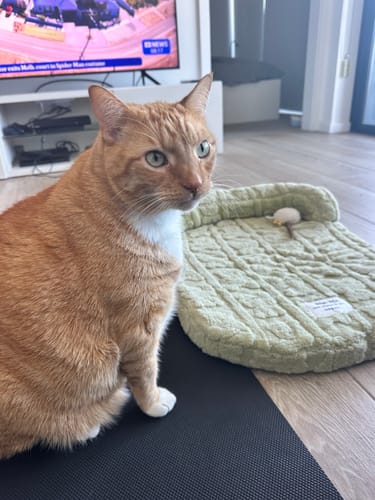 Customer photo review of Winter Warm Sofa Pet Bed –Washable Cover and Soft Cushion