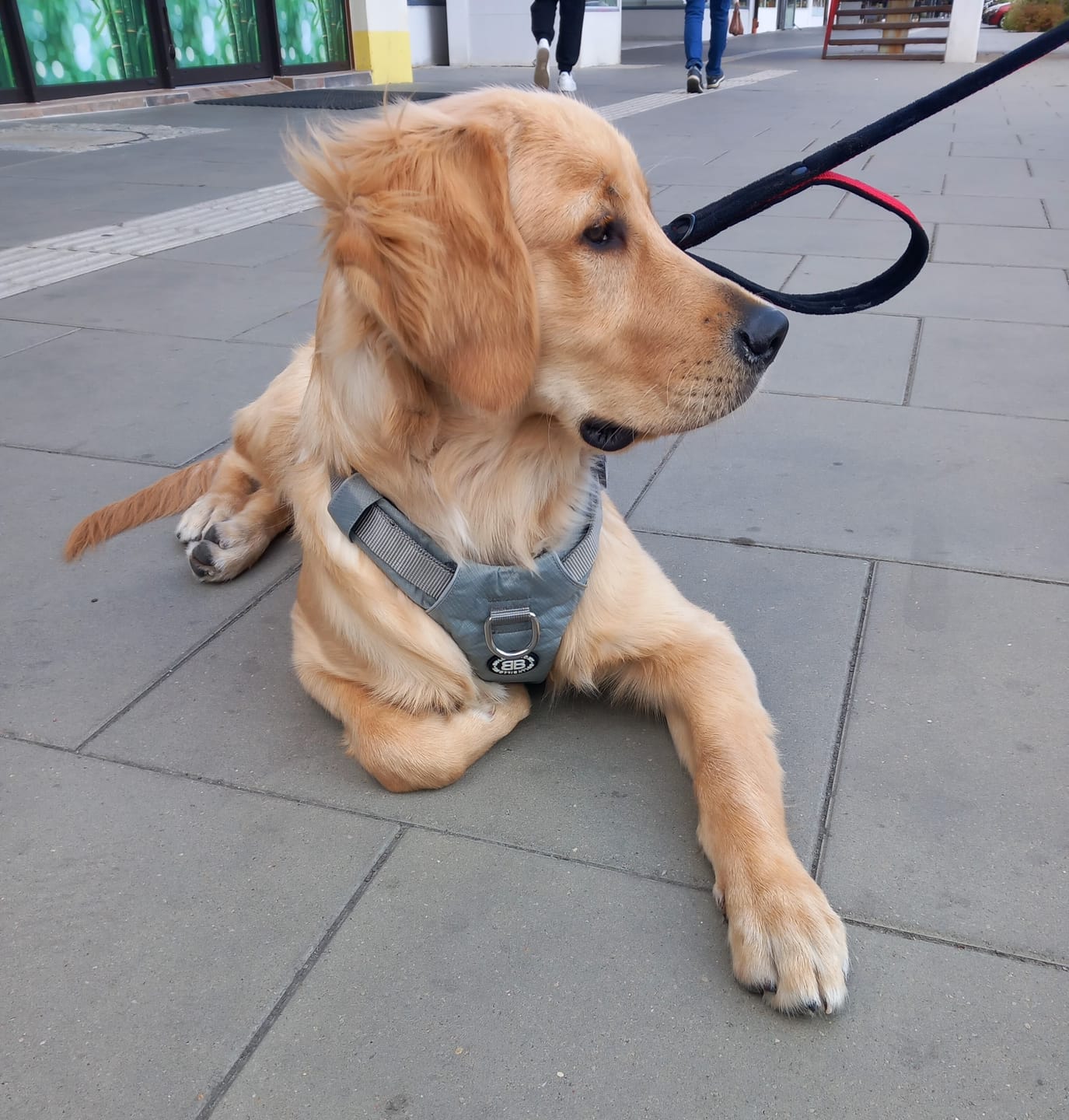 Customer photo review of Air Harness | Anti-Pull & With Handle - Grey