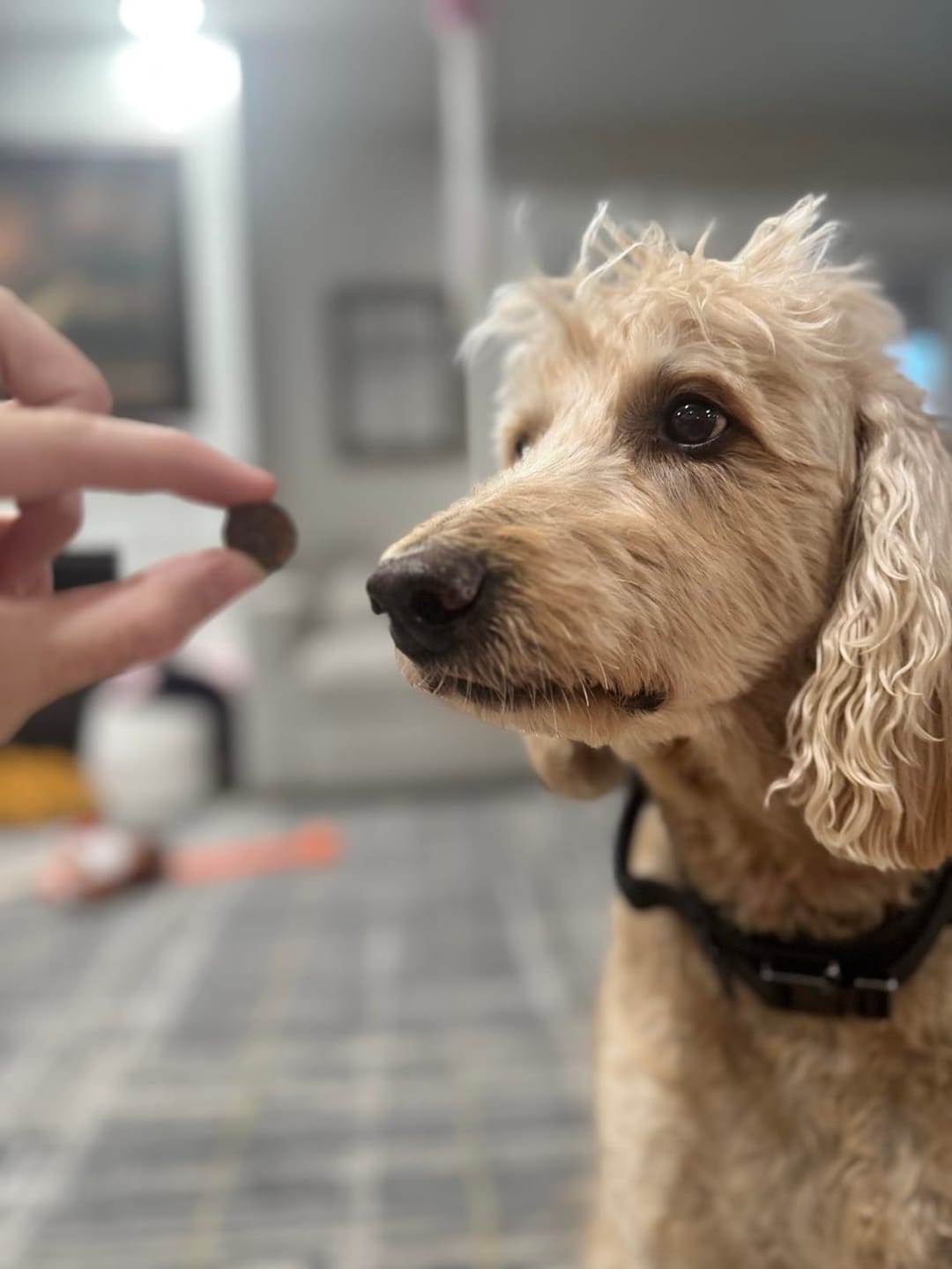 Customer photo review of Hemp Calming Chews for Dogs