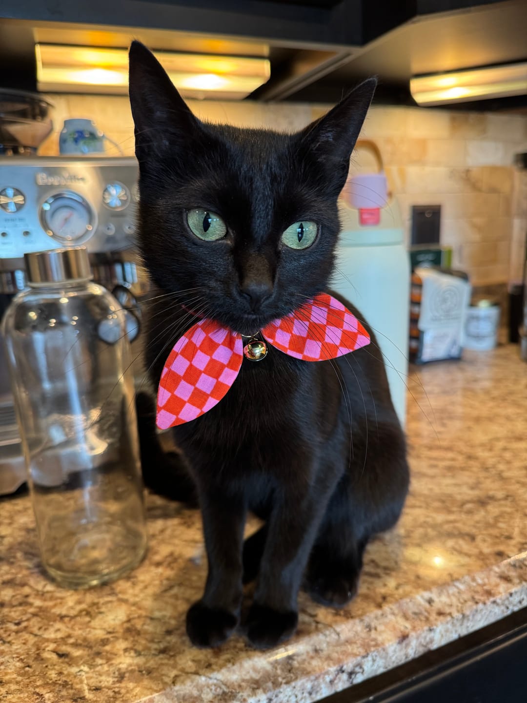 Customer photo review of Red and Pink Checks Bow Cat Collar