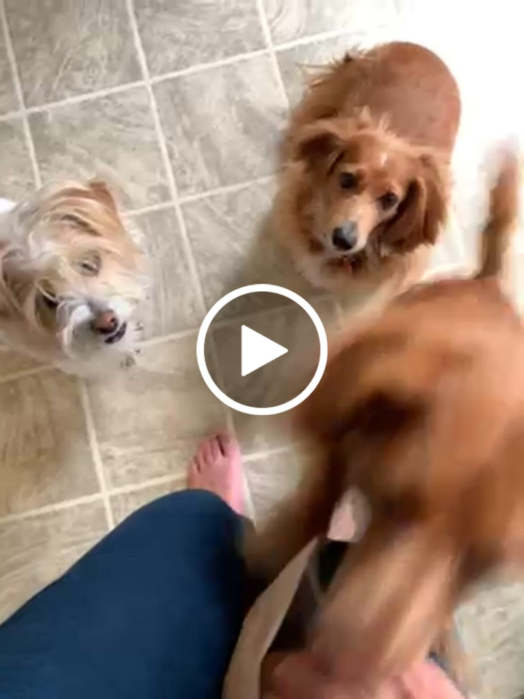 Customer video review of Freeze-Dried Rabbit Hearts