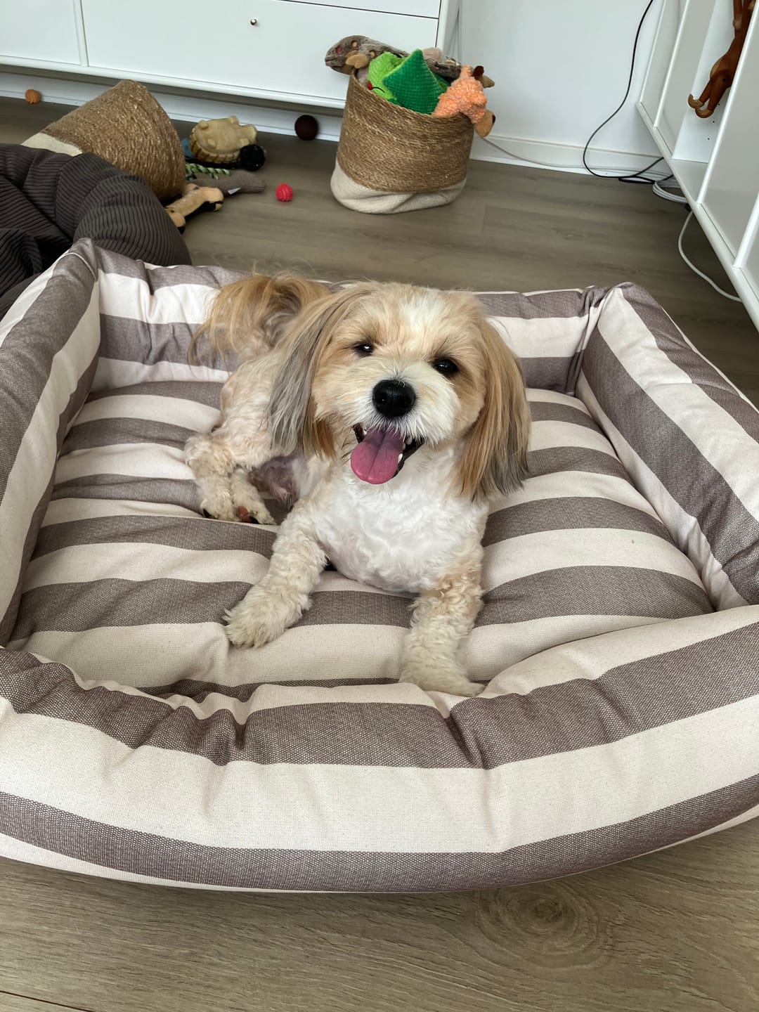 Customer photo review of Staey - Alba Canvas Hundeseng, Natur