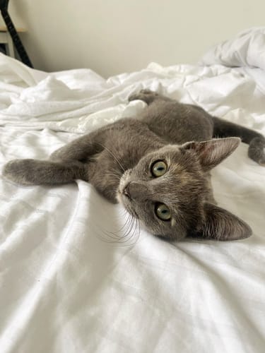 Avis photo d'un client sur Coffret Découverte Chat Adulte - 1kg Croquettes + 8 Pâtées + 3 Probiotiques