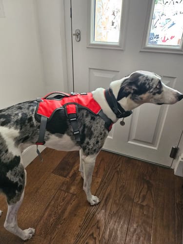 Customer photo review of Sighthound Escape Proof Harness
