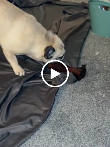 Customer video review of Smoked Beef Marrow Bone