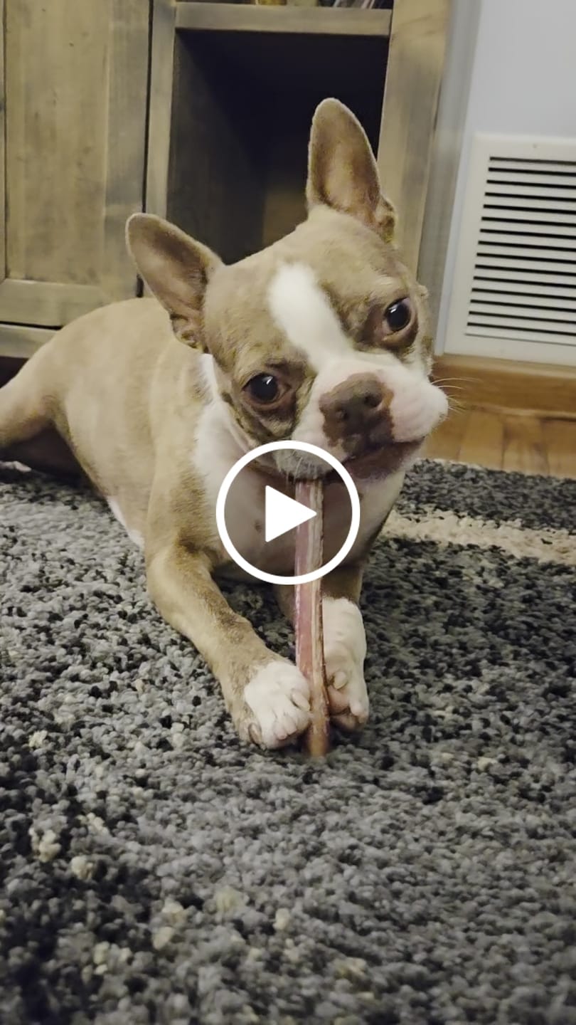 Customer video review of Regular Bully Sticks