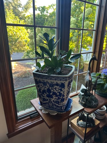Customer photo review of Zamioculcas Zamiifolia ZZ