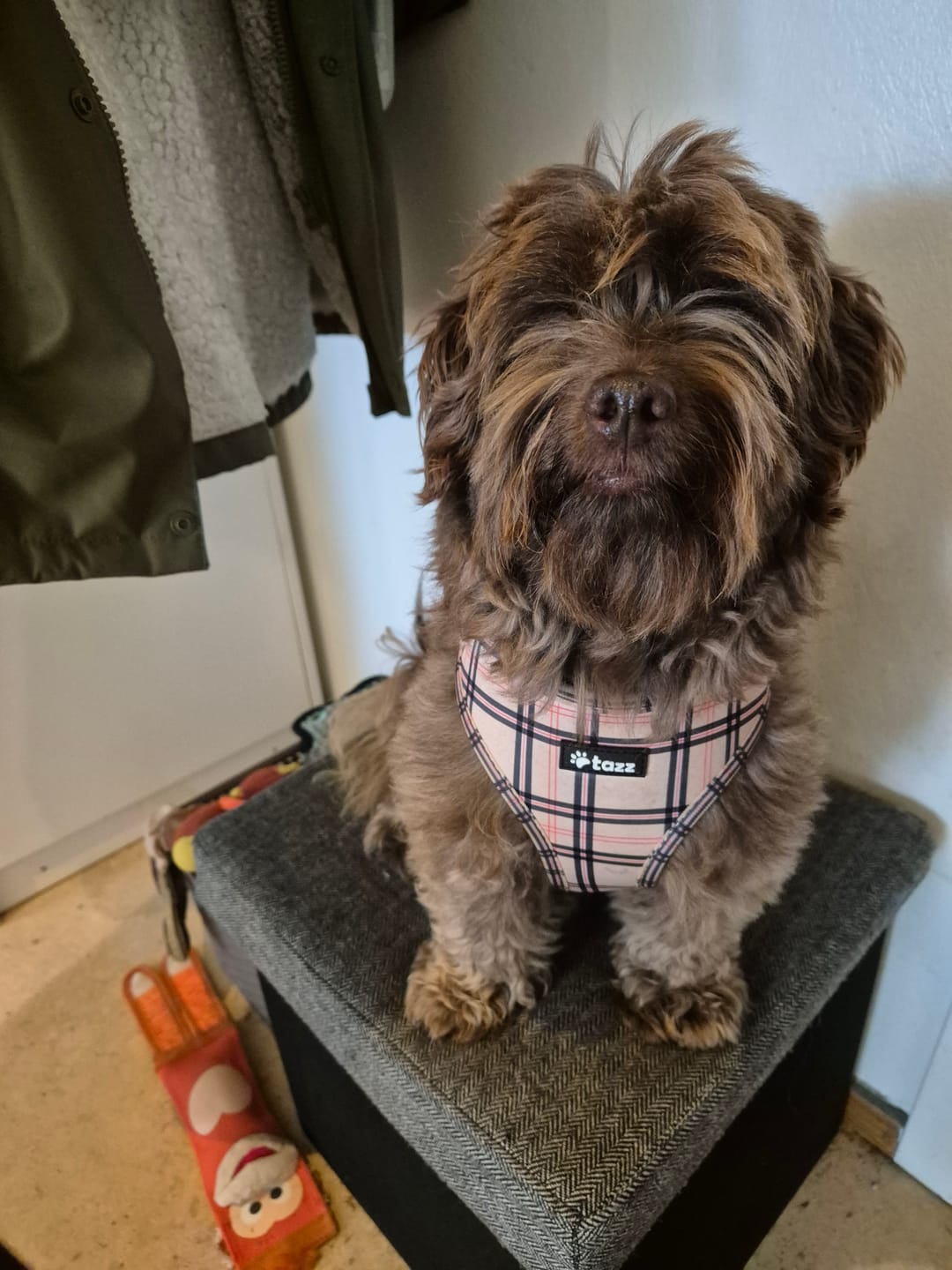 Customer photo review of Sele - Furburry
