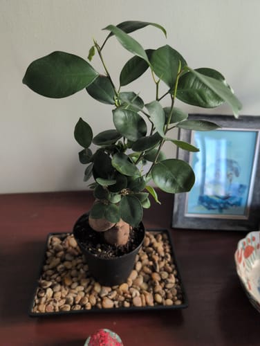 Customer photo review of Ficus Ginseng Bonsai plant,  gift-Plant, office plant, low light plant, lucky plant, bonsai tree in 4" nursery