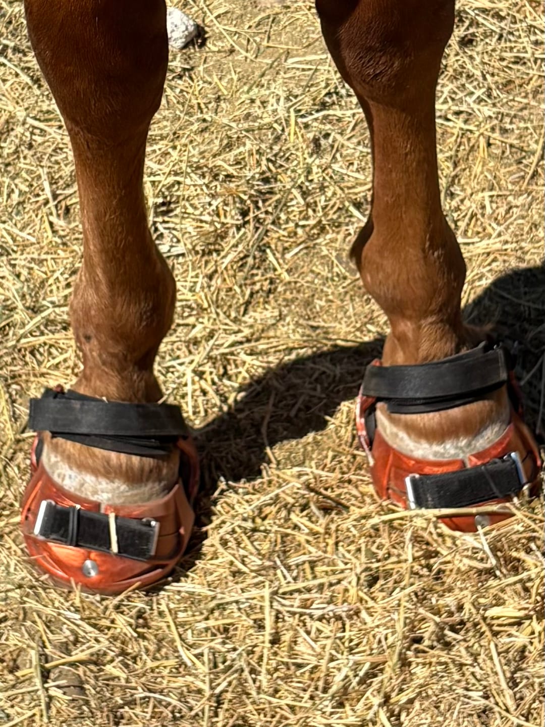 Customer photo review of Renegade® Viper Shield™ Hoof Boot - Arizona Copper