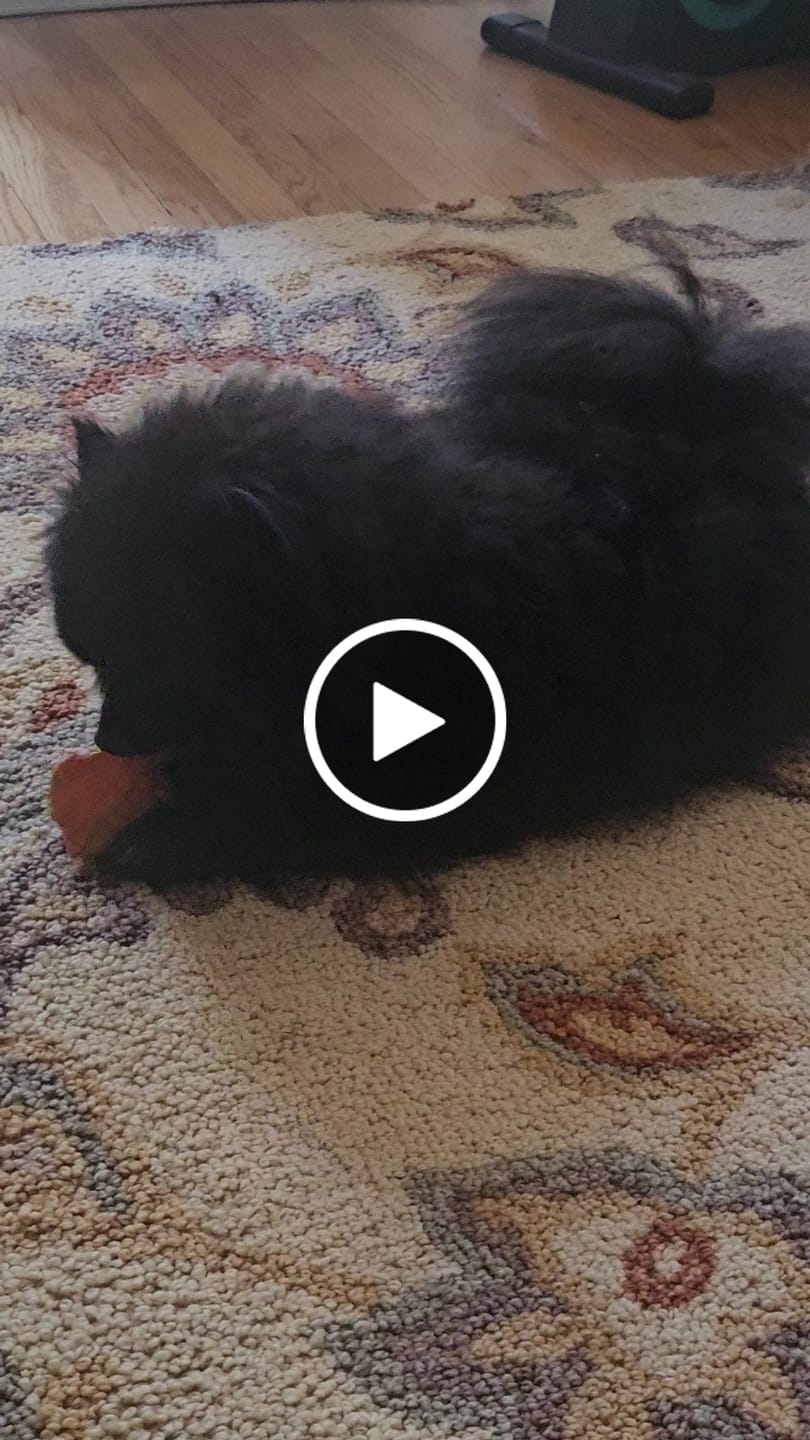 Customer video review of Chicken Chips