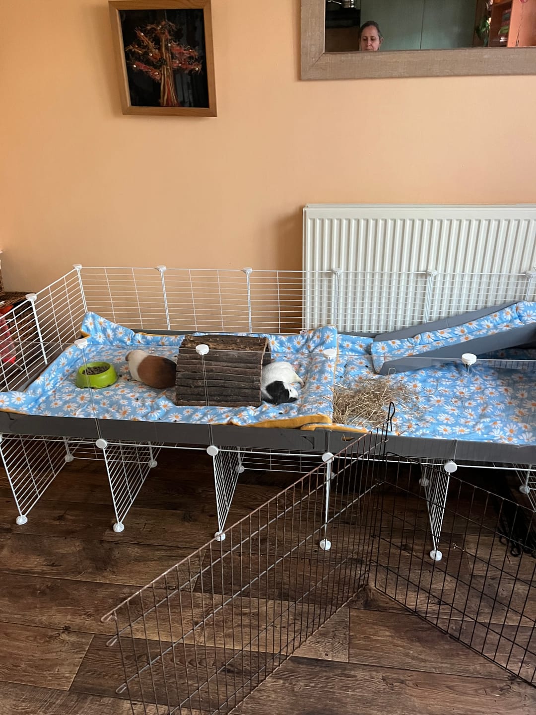 Customer photo review of 6x2 C&C Cage with Loft & Stand