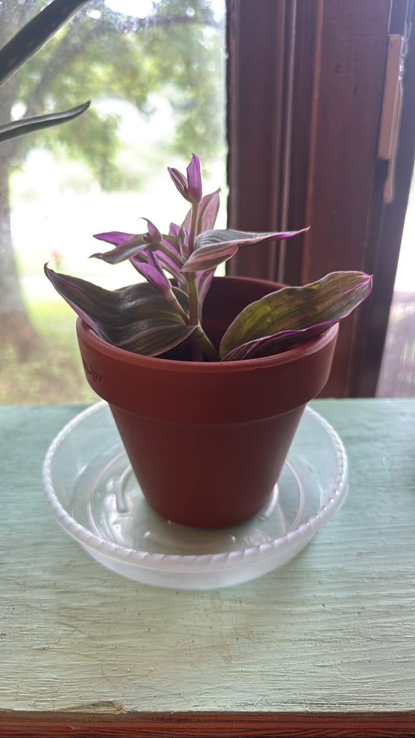 Customer photo review of Rare Tradescantia Nanouk Lilac Plant | Rare Tradescantia Pot | Rare Pink Wandering Jew | Easy care hardy indoor houseplant in a nursery pot