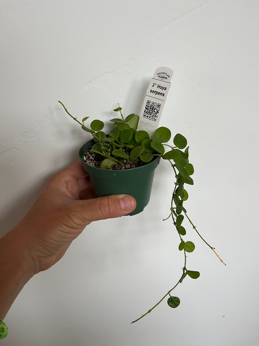 Customer photo review of Hoya serpens