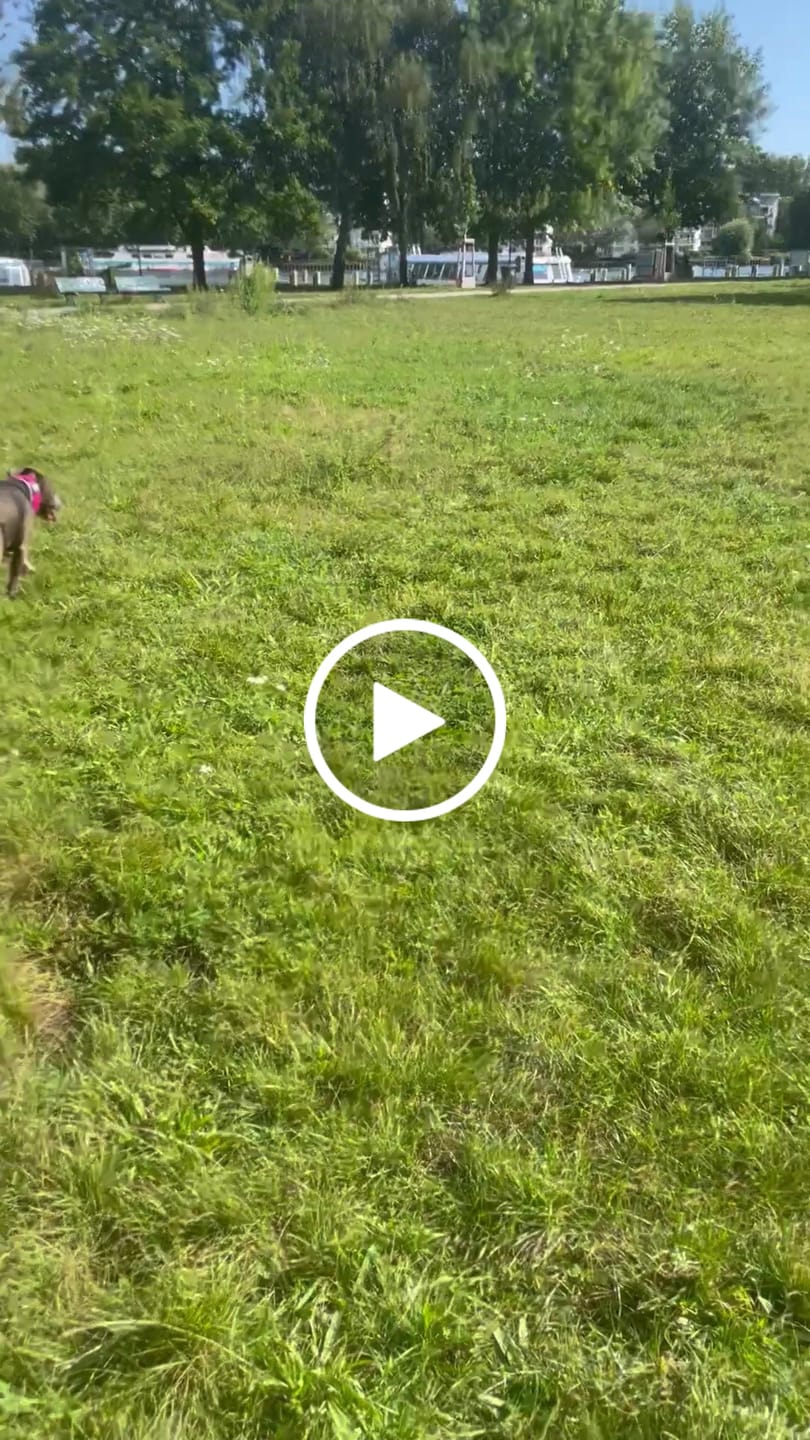 Customer video review of 4cm Combat® Collar | With Handle & Rated Clip - Magenta
