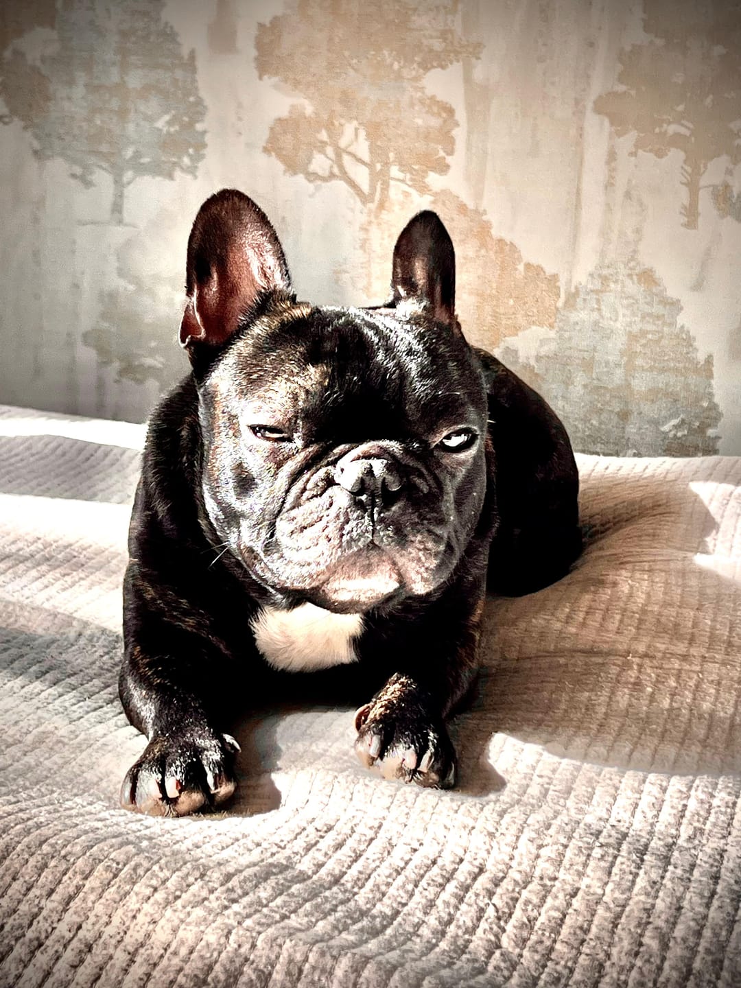 Customer photo review of Active VetDiet Dermo suņiem