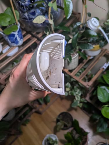 Customer photo review of BuzzTrap Refills (8-Pack) Sticky Pads