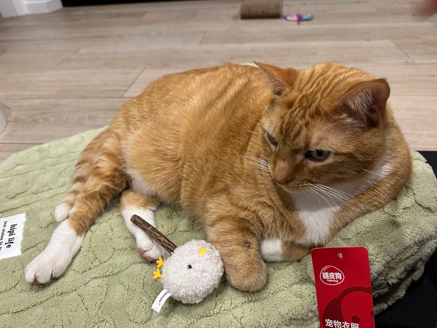 Customer photo review of Purroom Little Chicken Series - Plush Silvervine Cat Toy