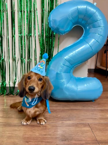Customer photo review of Personalized Dog Party Pack