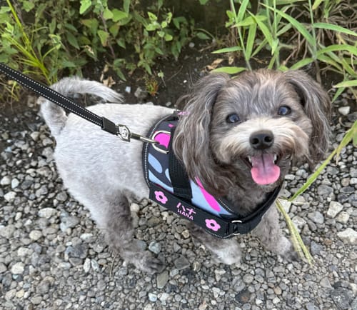 Customer photo review of FunFunPet 高機能ハーネス（お名前タグ作成サービス付き）