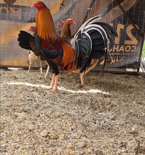 Customer photo review of Enrobrox 10% Oral