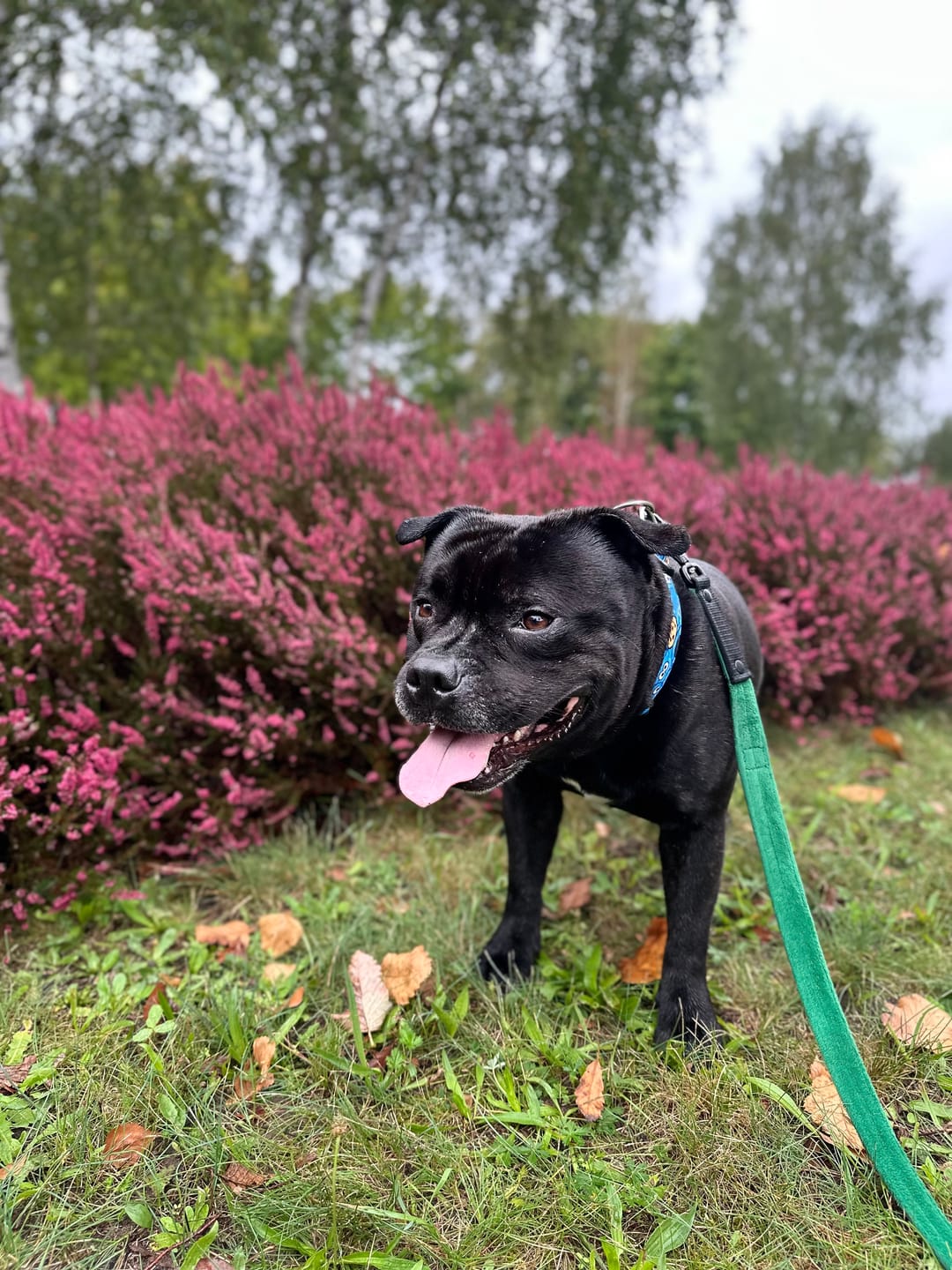 Customer photo review of Smycz nylonowa Walk Leash - Black Edition Zielona