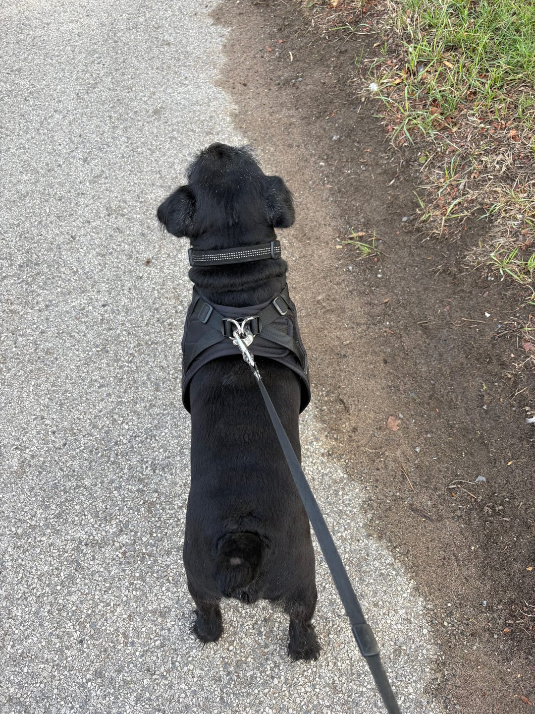 Customer photo review of Boomerang Harness - XS-M Breeds - Black