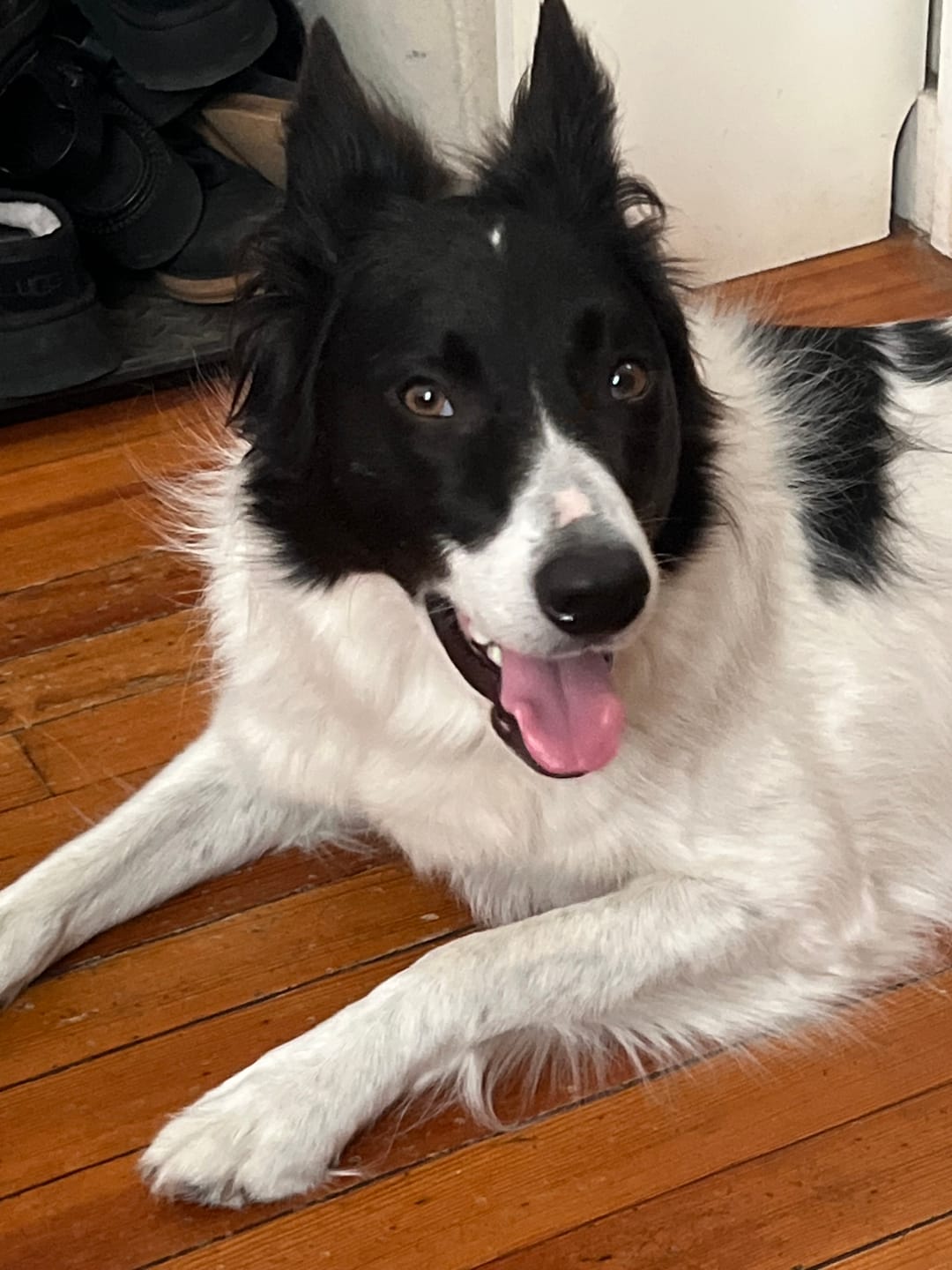 Customer photo review of 12 Inch Extra Thick Bully Sticks