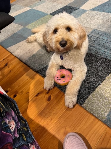 Customer photo review of Roo Tail Chunks