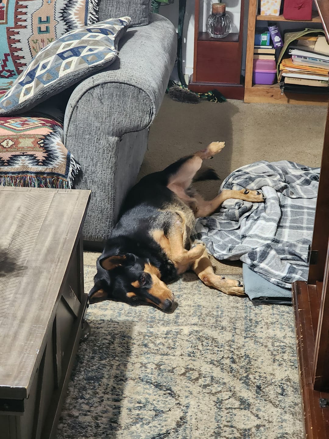 Customer photo review of Dog WALK-EASY™ Advanced Hip & Joint Pain Remedy