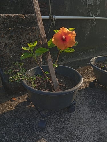 Customer photo review of United Crafts Rozy Wheel Pot Stands for Planters