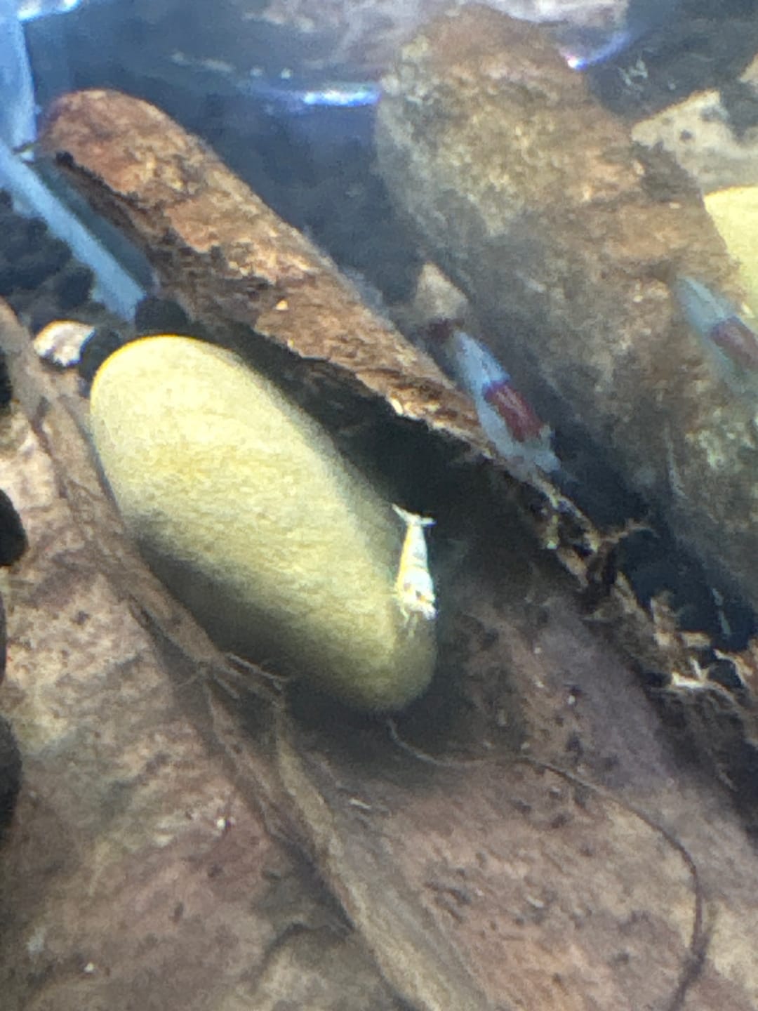 Customer photo review of Golden Bee Shrimp "NEW"