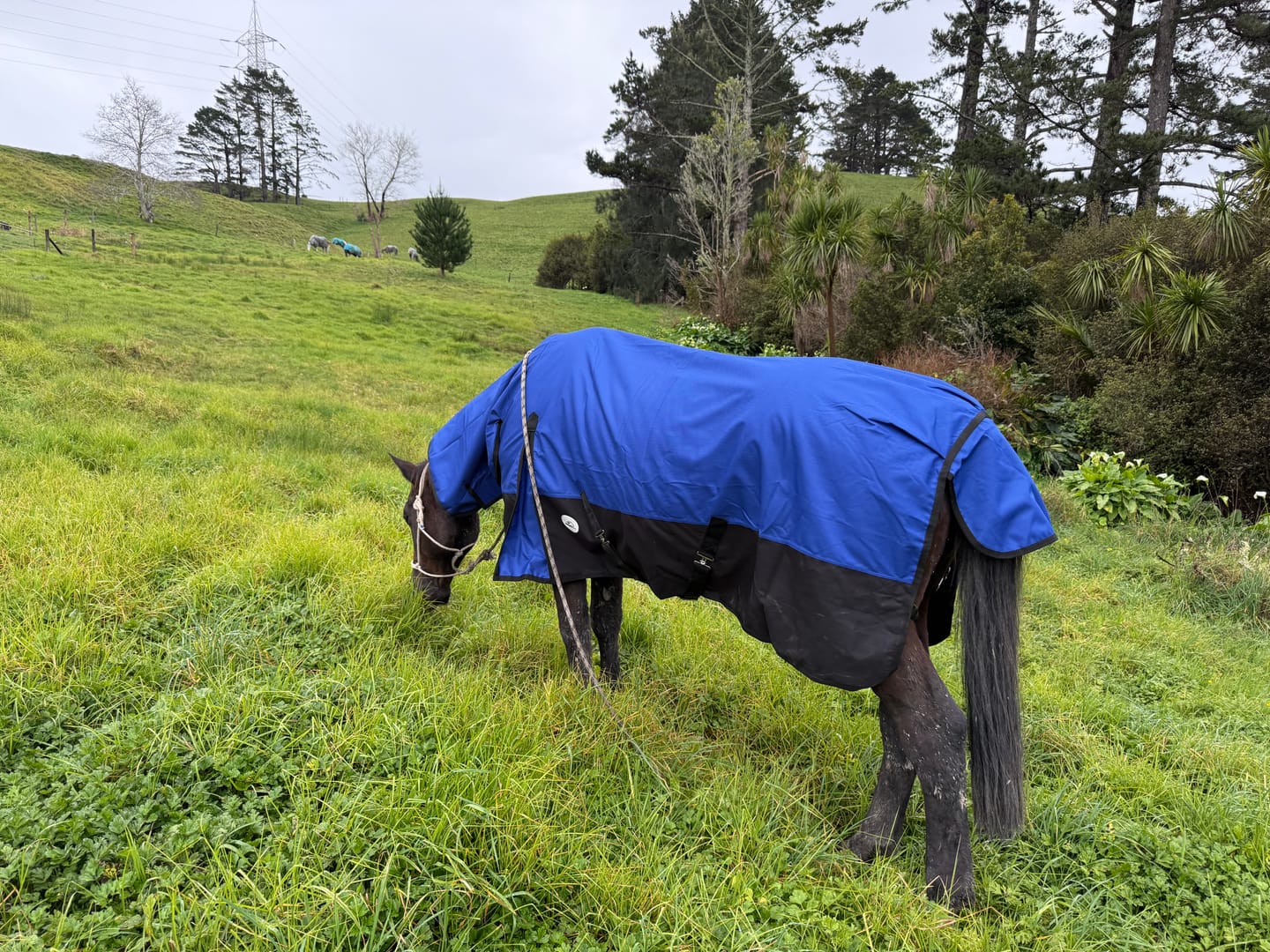 Customer photo review of NZ Tack Duke 1200D Combo