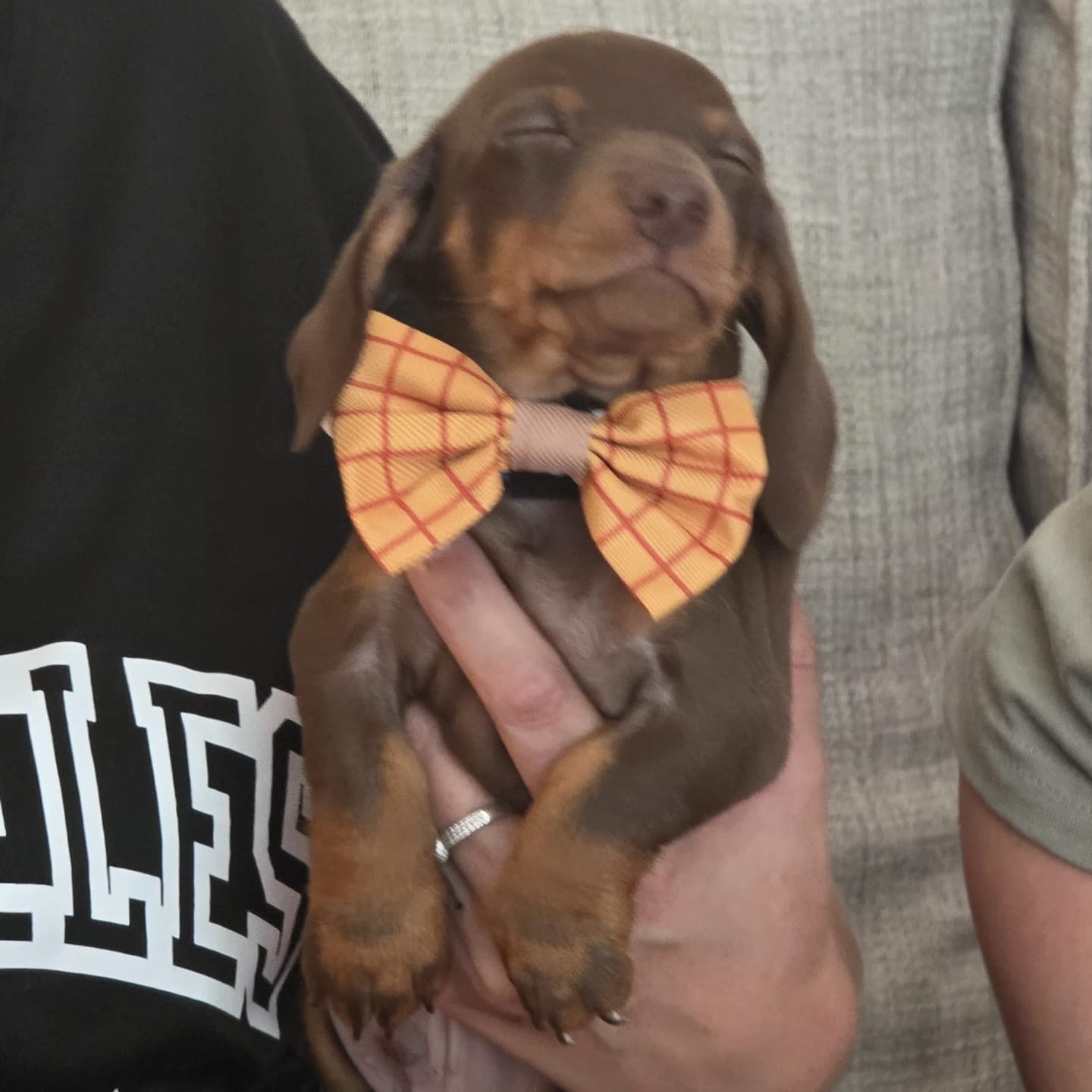 Customer photo review of Disney© Bow Tie - Woody