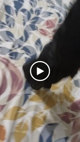 Customer video review of BMW UV Protected Umbrella