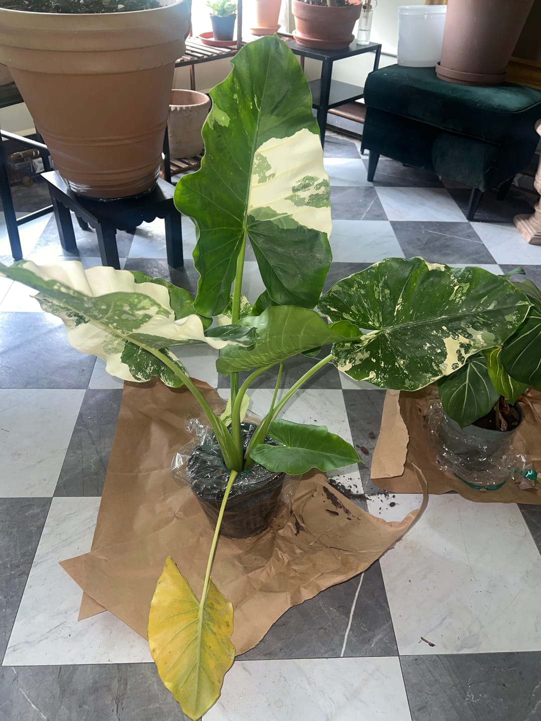 Customer photo review of Alocasia Macrorrhiza Variegata, Collectors Rare And Exotic.