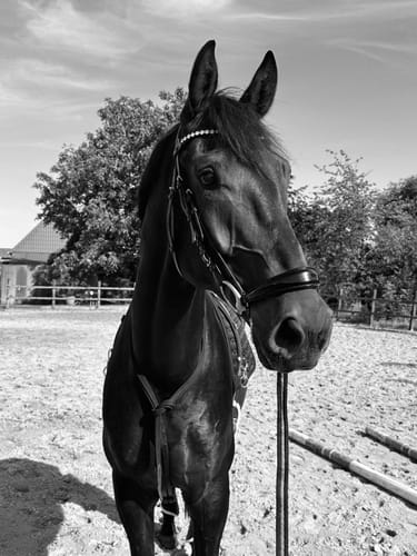Customer photo review of Strotonin Horse Support
