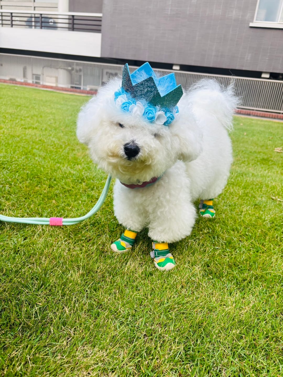 Customer photo review of Hot Pavement Pawtector Dog Shoes - Green Yellow