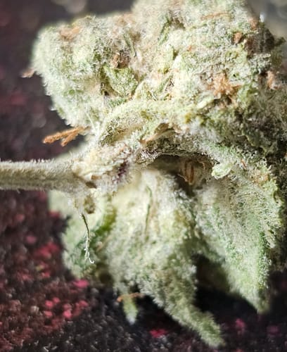 Customer photo review of Gold Spectrum THCA Flower - Exotic Quality Strain of the Month