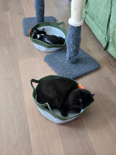 Customer photo review of StimuliCat Handwoven Basket  | Nature's Safe Space Where Cats Choose to Calm