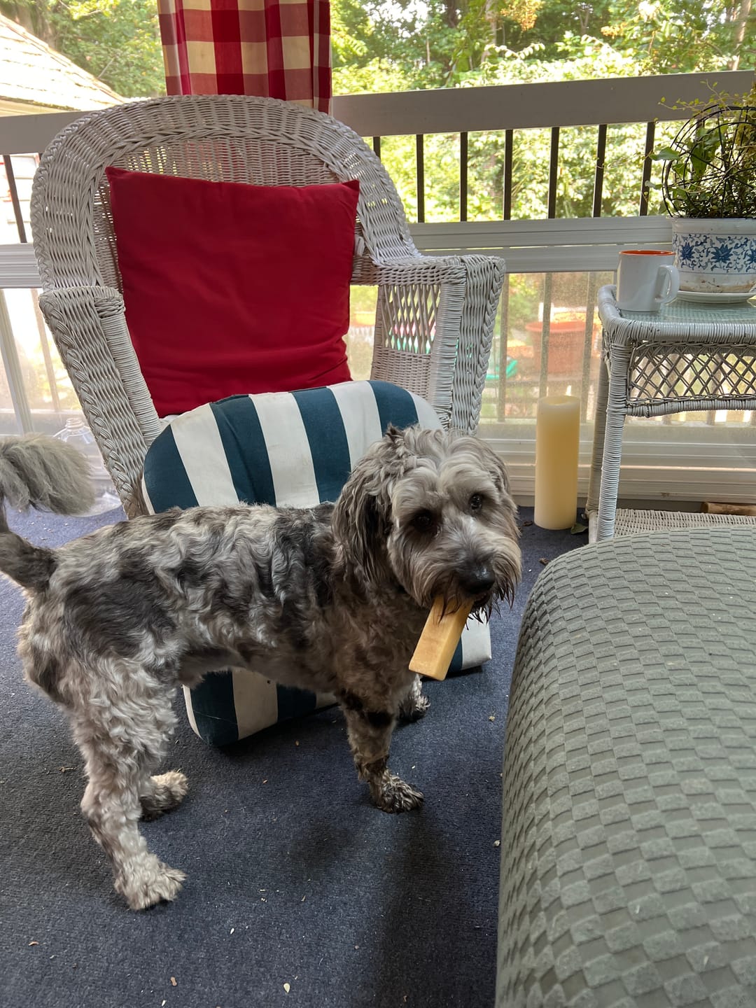Customer photo review of Himalayan Yak Chew (MEDIUM)
