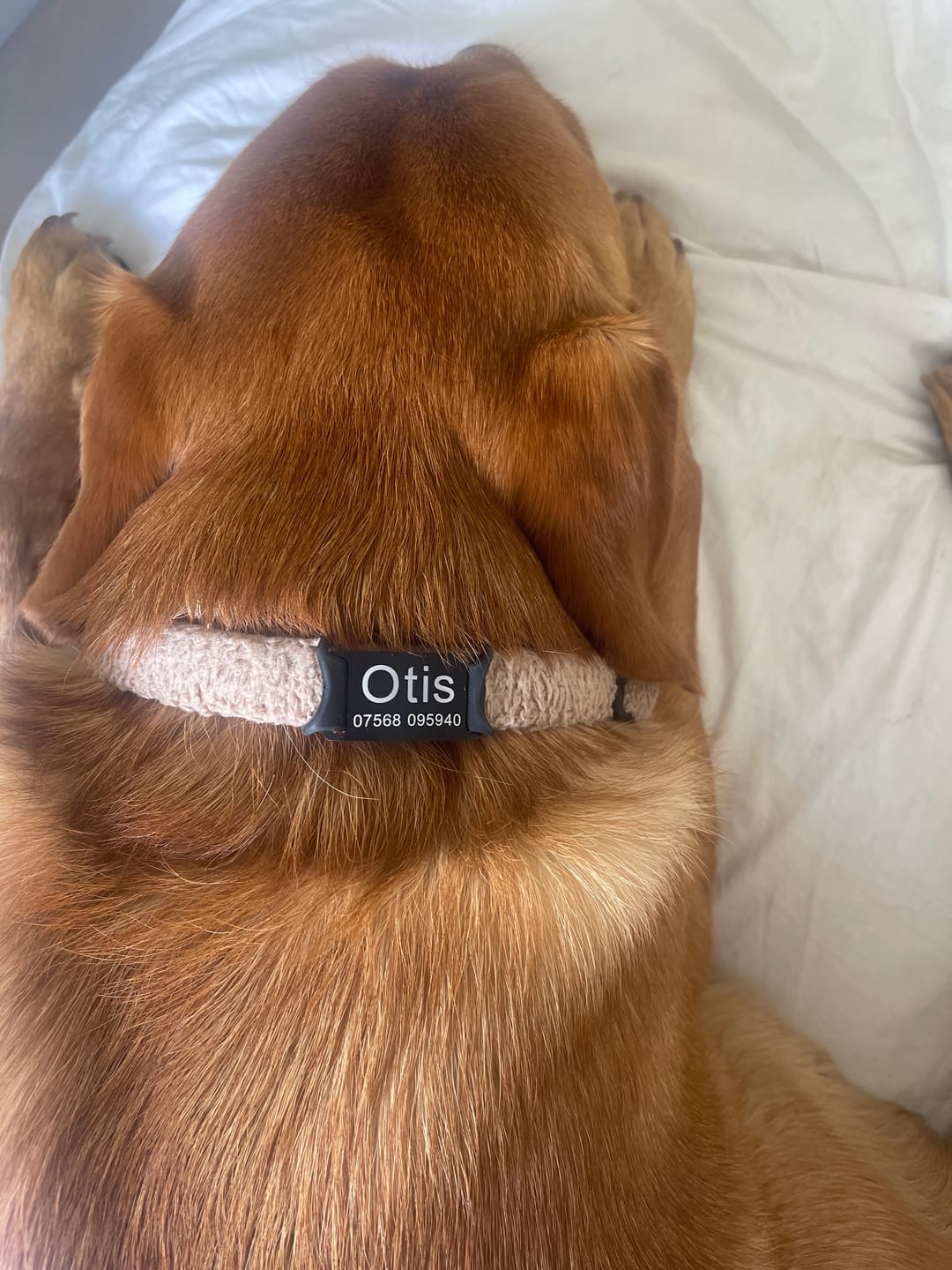 Customer photo review of Dog ID Attachment Tag (8 Colour Choices)