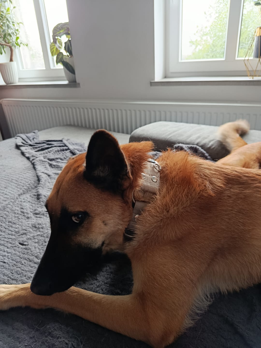 Customer photo review of Szeroka obroża półzaciskowa - Martingale Beżowa