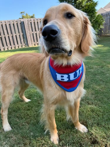 Customer photo review of Buffalo Knit Bandana