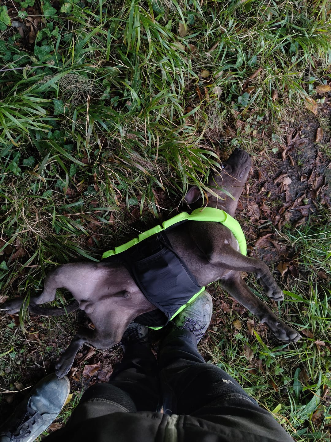 Customer photo review of Staffordshire Bull Terrier 1935® Life Jacket - Neon Green